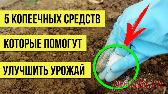 Кто бы мог подумать, что эти копеечные средства из продуктового магазина помогут улучшить урожай Супер удобрения для сада и огорода