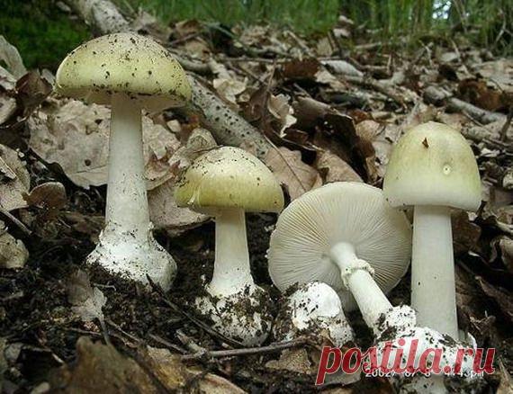 Первая помощь при отравлении грибами