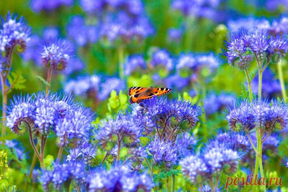 Какие сидераты нужно посадить на участке
Начнем с основ. Что же такое сидераты? Это растения, которые компенсируют все питательные вещества, вытянутые из почвы другими культурами. Также они восстанавливают структуру почвы и повышают ее плодородность. Применяя их, вы сможете не удобрять землю минеральными подкормками. Растения сидераты для вашего участка. Иллюстрация для статьи используется по...
Читай дальше на сайте. Жми подробнее ➡