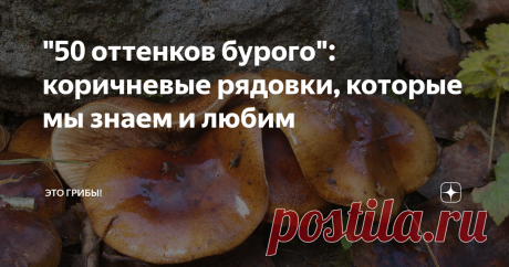 "50 оттенков бурого": коричневые рядовки, которые мы знаем и любим Сколько на свете живет рядовок с коричневыми шляпками? Никто не назовет точное число. "Много" - будет хороший ответ. А мы, пожалуй, начнем с первой, самой яркой шестерки этого множества. Мое знакомство с рядовками коричневого цвета началось с одного казуса. Вообще, места у нас не те. Бурым рядовкам подавай сосны, песок; широколиственные леса на черных жирных почвах - полная противоположность тому, что любит...