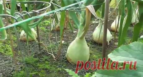 Репчатый лук Эксибишен и Глоба