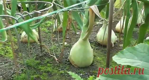 Репчатый лук Эксибишен и Глоба