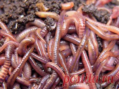 Калифорнийские черви: как разводить в домашних условиях, видео