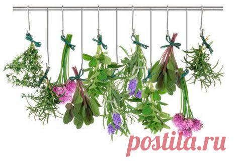 Печеночный сбор – самое популярное средство для очистки печени