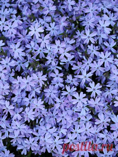 markunsan:
“flowers
”