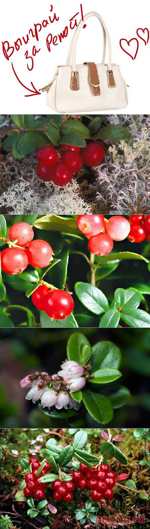 Брусника, или "виноградная лоза с горы Ида". Выиграйте стильную сумку от интернет-магазина Клуб Красоты, разместив любой пост с сайта 7dach.ru в Постиле. Чем больше постов - тем выше шансы. Розыгрыш состоится в понедельник, 16 декабря. В акции участвуют все посты, которые содержат этот текст и фото сумки!
