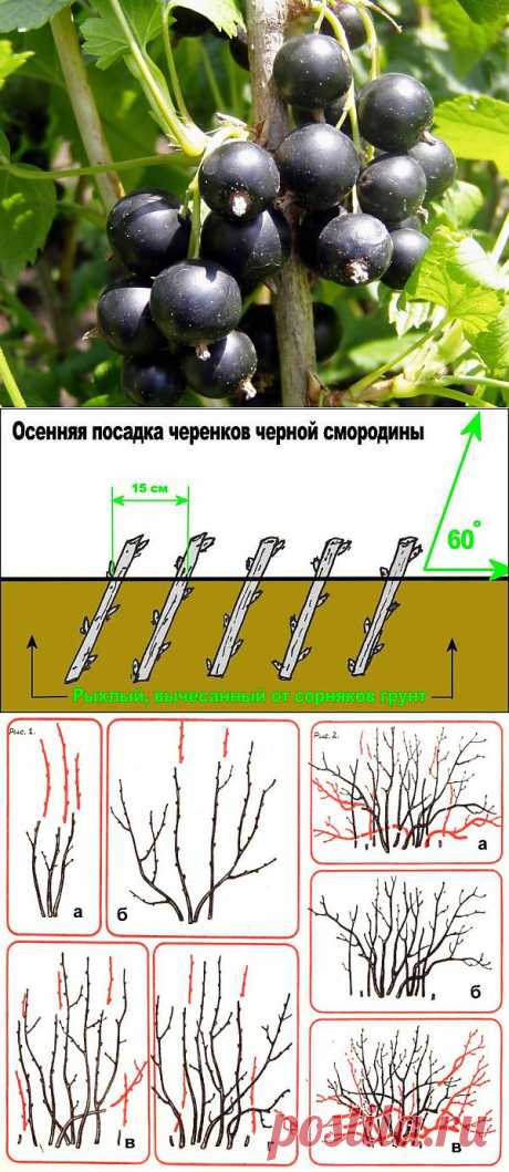 Смородина черная: сорта, выращивание и уход.