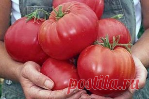 ЧТОБЫ ПОМИДОРЧИКИ БЫЛИ КРУПНЫМИ! Чтобы любимые помидоры были крупными и созревали быстрее, приготовим для них полезные напитки: - в 10 литров добавим 3-4 капли йода. Поливать томатные кустики следует под корень один раз в неделю в объеме 1,5-2 литра под каждое растение; - заполните бочку объемом 200 л крапивой и листиками одуванчиков примерно на 1/3. Добавьте в смесь ведро навоза, залейте водой. Для ускорения брожения накройте бочку пленкой. Примерно через 10 дней удобрение будет готово. Получен