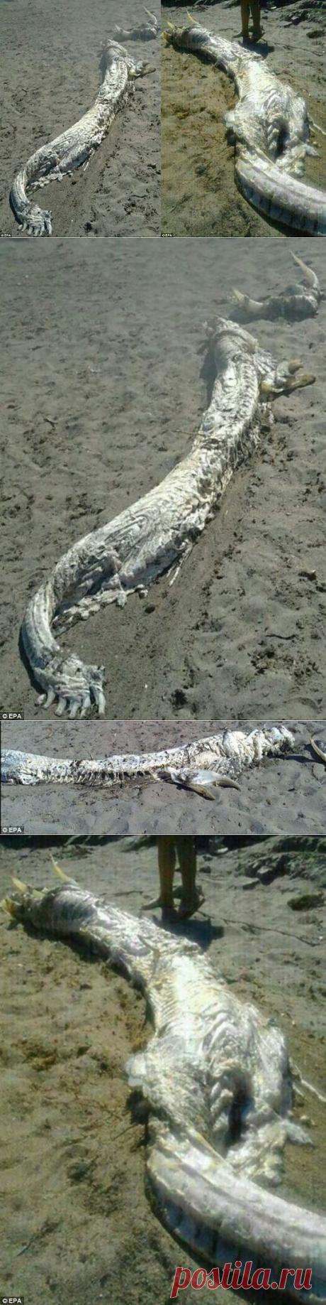 Неизвестное морское чудовище с рогами обнаружили на берегу в Испании | MirFactov — всё самое интересное!