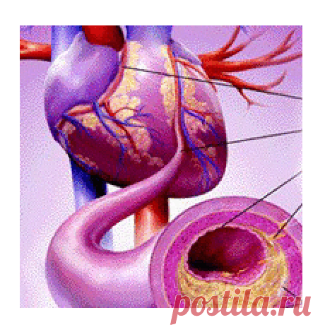 ТРЕНИРУЕМ СЕРДЦЕ.