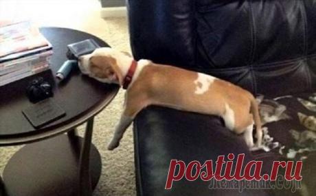 Собаки, которых внезапно сморил сон…