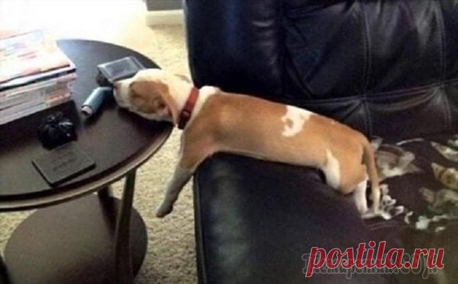 Собаки, которых внезапно сморил сон…