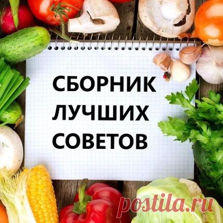 Она есть у каждого в саду… ведьмина трава - Сборник лучших советов Давай Дружить | OK.RU