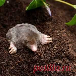 Проверенные способы борьбы с муравьями и кротами