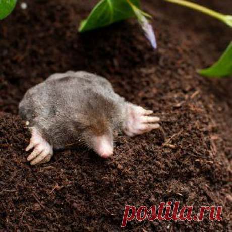Проверенные способы борьбы с муравьями и кротами