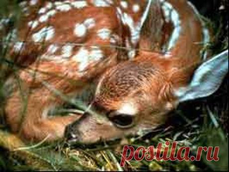 Олененок - звериный гороскоп