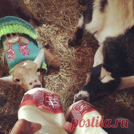 Эта американка очень любит животных. Однажды она купила свинку, чтоб её не съели, но свинка оказалась с сюрпризом