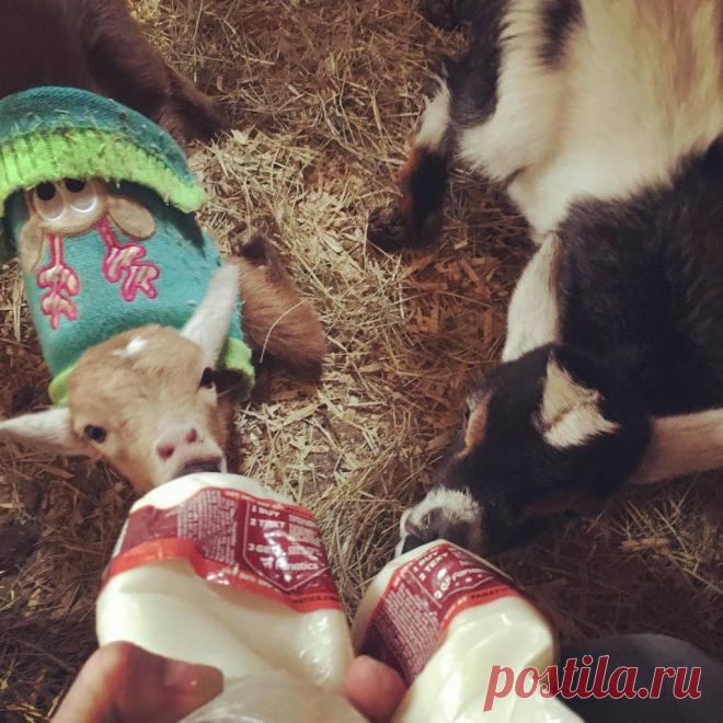 Эта американка очень любит животных. Однажды она купила свинку, чтоб её не съели, но свинка оказалась с сюрпризом