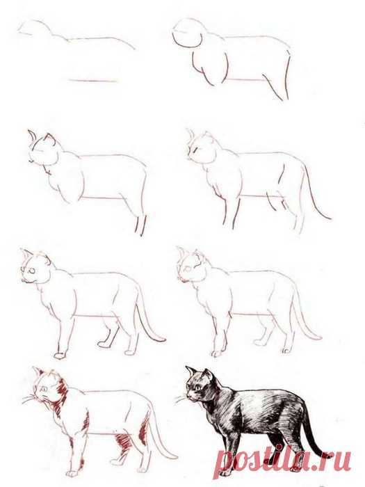 РИСУЕМ КОШЕК, КОТОВ И КОТЯТ ПОЭТАПНО