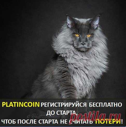 Предложений в интернете - масса! Это можно судить даже по тому, что сыпется в качестве спама. 

И все кричат, что зарабатывают миллионы! А 5 евро нет для того, чтоб проверить, сколько можно заработать в платинкоин?! 

Я обычно регистрируюсь в проект, чтоб посмотреть, что внутри.... 
Показать полностью…