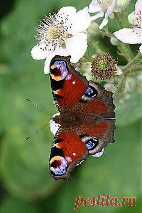 бабочки