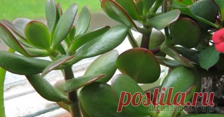 Основные причины по которым листья у денежного дерева становятся мягкими