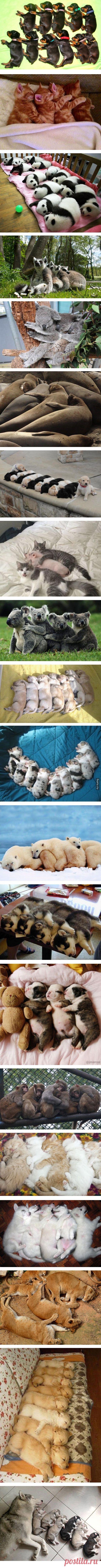 Huru.ru :: Им бы хороводы водить (20 умильных фото)