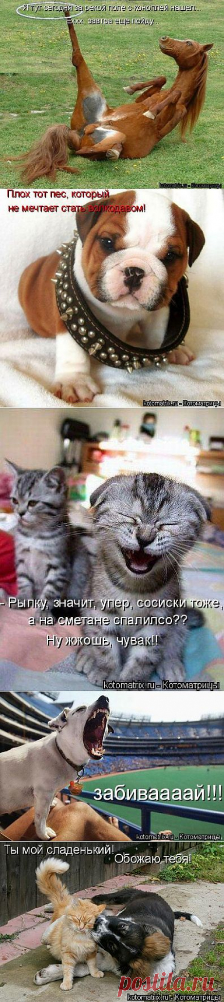 Свежие котоматрицы на понедельник (80 картинок) » Ex.BY - фотоприколы, фото девушек и животных