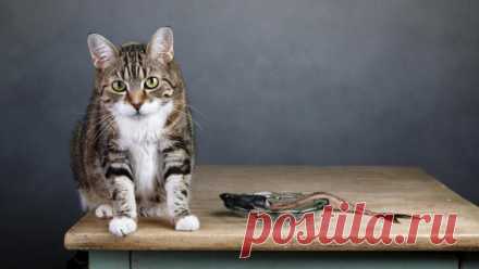 Чем кормить кота? Специальный корм или натуральная пища? | Животные