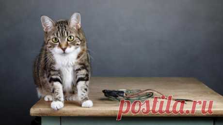 Чем кормить кота? Специальный корм или натуральная пища? | Животные