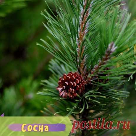 #справочник_травника

СОСНОВЫЕ ШИШКИ - ТАБЛЕТКИ НА ВЕТКЕ

Все наслышаны об удивительных свойствах сосны: целебная хвоя, живица, почки, молодые побеги, зелёные шишки - об этом знают многие. А вот о зрелых сосновых шишках говорят мало. И зря.

 Сосновые шишки накапливают в себе массу лекарственных веществ и сохраняют в естественном виде и витамины, и фитонциды и танины, эффективные при постинсультном состоянии.

 При инсультных поражениях мозга

5 зрелых сосновых шишек (семе...