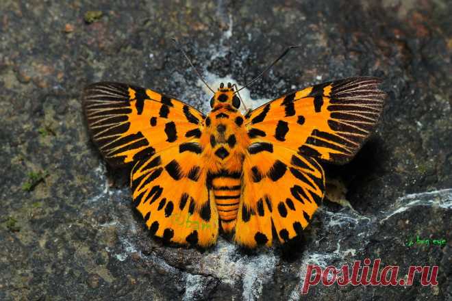 Odina decoratus, Таиланд

Автор фото #Apisit_Wilaijit