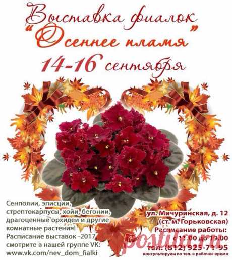 Дорогие друзья-цветоводы! Мы снова с вами! 🍁 Невский Дом Фиалки проводит выставку с 14 по 16 сентября 2017г.! Ждём всех желающих по адресу: ул. Мичуринская, д. 12. Метро Горьковская. ☎Тел. 703-82-33. Режим работы 11:00-19:00. В последний день выставка открыта до 18:00, Невский Дом Фиалки в обычном режиме. 🌺Здесь вы увидите прекрасный мир семейства геснериевых - фиалки, стрептокарпусы, колерии , колумнеи, эписции, ахименесы, а также хойи и другие растения, с любовью выращенные нашими…