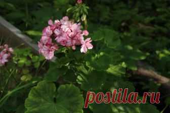 Сладкая подкормка: важная процедура для комнатных растений в холода - Садоводка