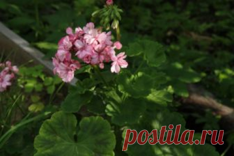 Сладкая подкормка: важная процедура для комнатных растений в холода - Садоводка