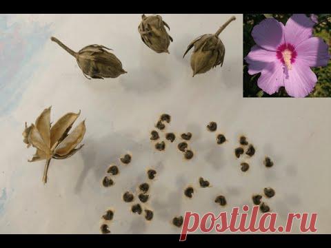 Гибискус сирийский, древовидный. Как выглядят семена? | Hibiscus syriacus
