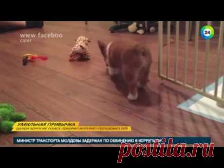 Щенок корги умилил пользователей сети своей смешной привычкой