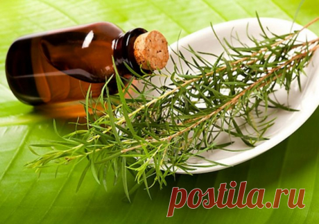10 ПРИЧИН ВСЕГДА ДЕРЖАТЬ В АПТЕЧКЕ БАНОЧКУ С МАСЛОМ ЧАЙНОГО ДЕРЕВА - Женский Журнал Масло чайного дерева имеет широкий спектр действия, оно обладает противовирусными, антибактериальными и противогрибковыми свойствами. Масло является сильнейшим антисептиком. По этой причине, его часто используют как натуральное средство для профилактики инфекций, заживления небольших ран, волдырей и ожогов. Нужно внимательно следить за тем, какая у масла концентрация. Например 5% раствор эф...
