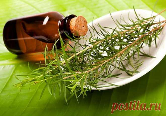 10 ПРИЧИН ВСЕГДА ДЕРЖАТЬ В АПТЕЧКЕ БАНОЧКУ С МАСЛОМ ЧАЙНОГО ДЕРЕВА - Советы и Рецепты Масло чайного дерева имеет широкий спектр действия, оно обладает противовирусными, антибактериальными и противогрибковыми свойствами. Масло является сильнейшим антисептиком. По этой причине, его часто используют как натуральное средство для профилактики инфекций, заживления небольших ран, волдырей и ожогов. Нужно внимательно следить за тем, какая у масла концентрация. Например 5% раствор ...
