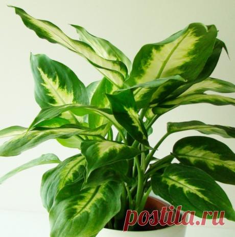 19 цветов и овощей, которые можно вырастить в вазе с водой