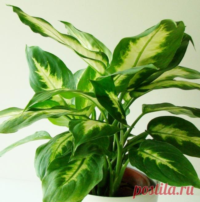 19 цветов и овощей, которые можно вырастить в вазе с водой