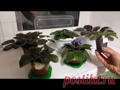 Фиалки! Как поливать зимой?