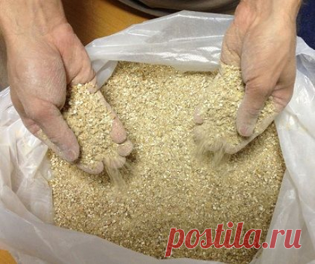 Как сделать домашнее пиво из солода, хмеля, воды и дрожжей