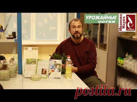 Лечение хвоей. Гайморит, простуды, грибок и прыщи - этому средству все под силу!  Ёлку - в дело!