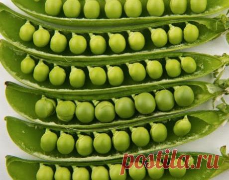 Садоводство: Выращивание гороха — урожай больше в 4 раза