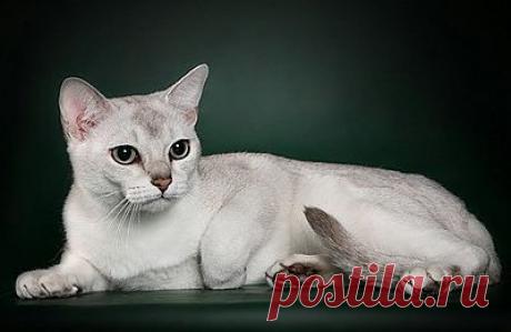 БУРМИЛЛА
Помесь бирманской кошки и персидской шиншиллы.
Бурмилллу вывели случайно: хозяин забыл закрыть клетку и позволил встретиться бирманскому коту и персидской кошке - и...получилась новая порода.

Эти кошки ласковые, нежные и умные. У них спокойствие и флегматичность от персидской кошки, ум, любознательность и преданность- от бирманской.