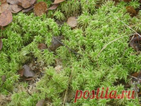 Сфагнум - незаменимый помощник выращивания стрептокарпусов - Форум цветоводов Фрау Флора