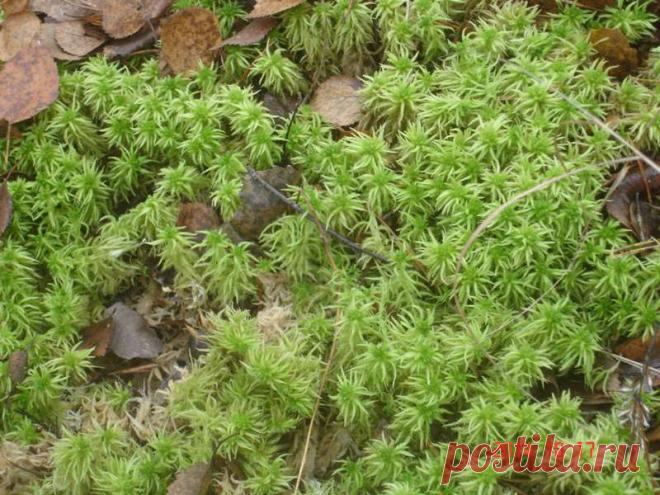 Сфагнум - незаменимый помощник выращивания стрептокарпусов - Форум цветоводов Фрау Флора