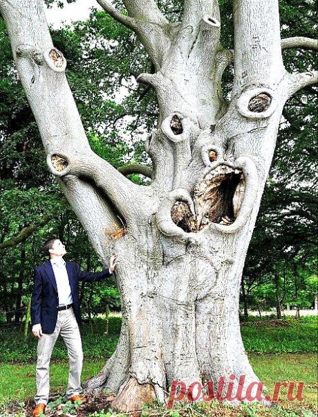 легенда о дереве