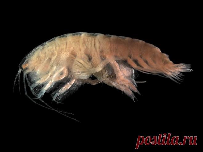 Самые необычные глубоководные животные (ТОП-15) + Фото